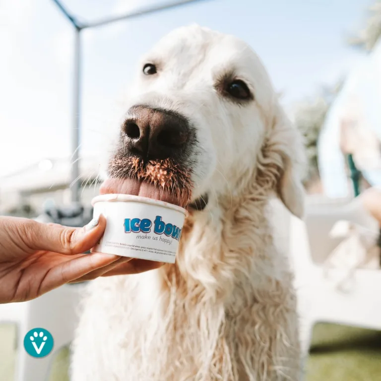 Vive Resort para Mascotas3 768x768