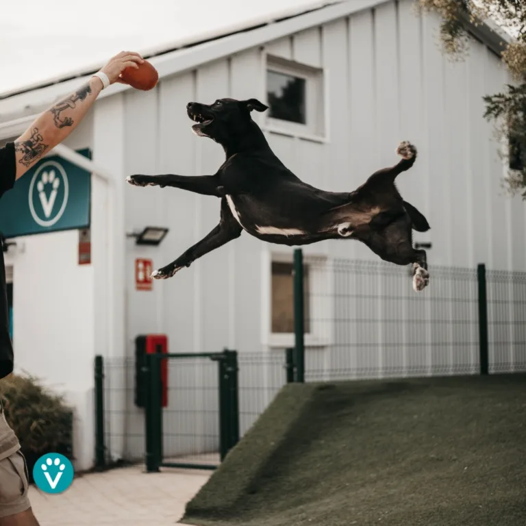 Vive Resort para Mascotas4 768x768