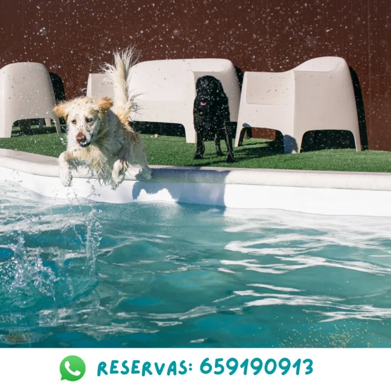 Vive Resort para Mascotas6 768x768