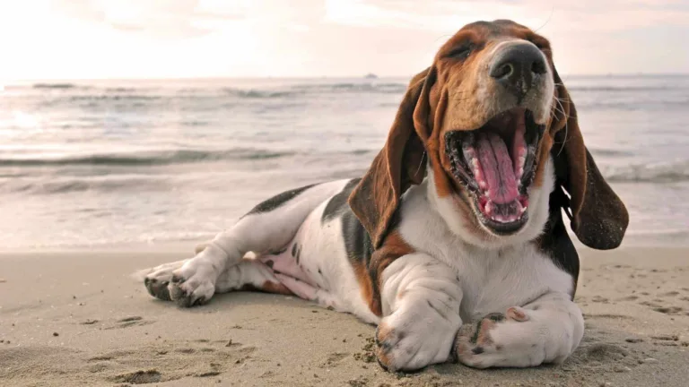 Ayamonte una playa canina ubicada en el Paraje Natural de Canela3 768x432