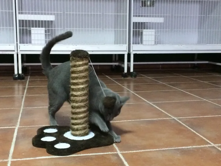 Gufy Residencia Canina y Felina en Madrid3 768x576