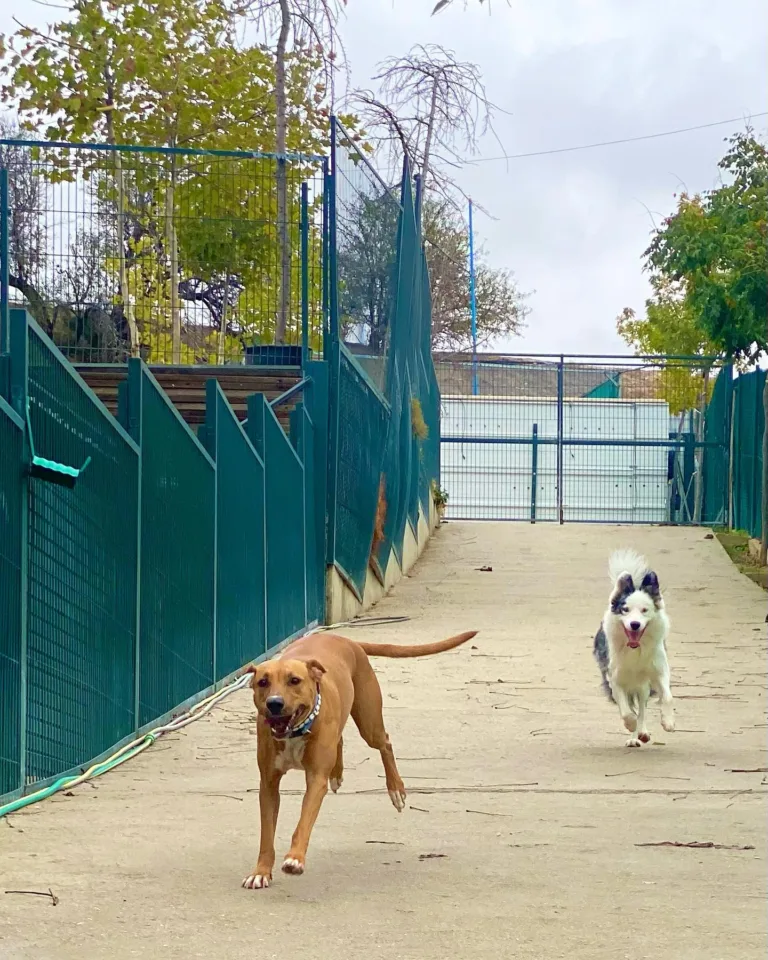 Vallecan Residencia Canina 768x960