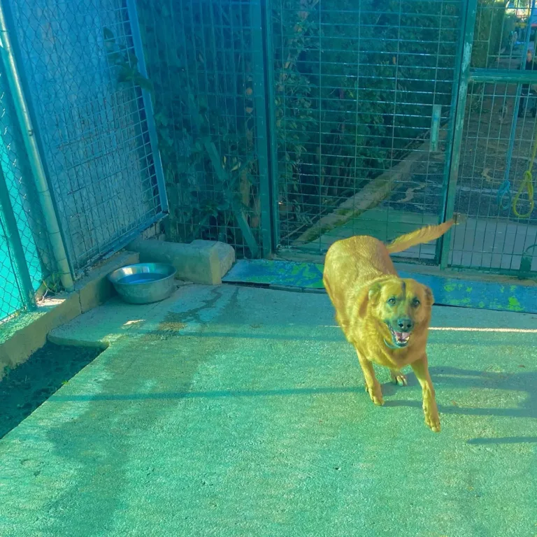 Vallecan Residencia Canina2 768x768