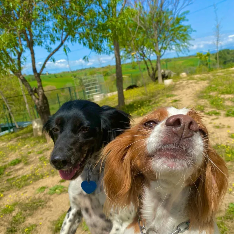 Vallecan Residencia Canina4 768x768