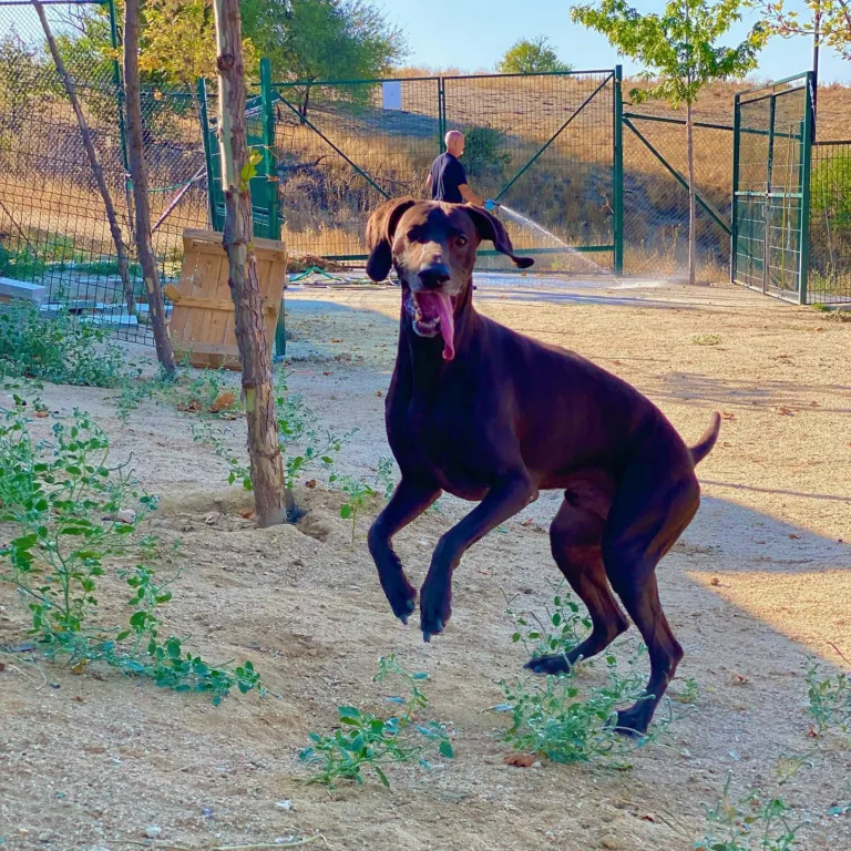 Vallecan Residencia Canina5 768x768