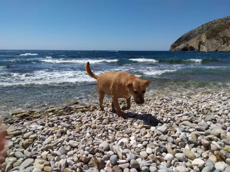 Cala Les Urques playa para perros en Calpe2 768x576