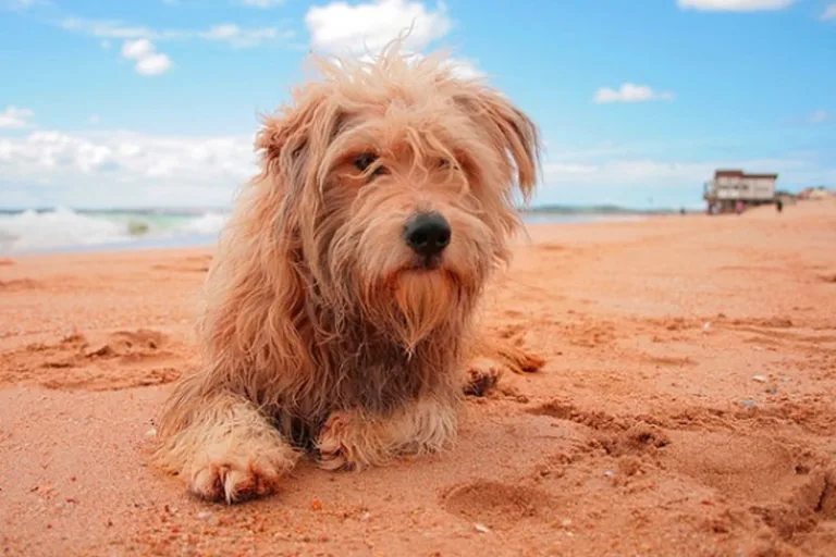 Playa De Valdearenas2 768x512
