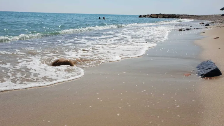 Playa para perros en Moncofar playa Belcaire2 768x432