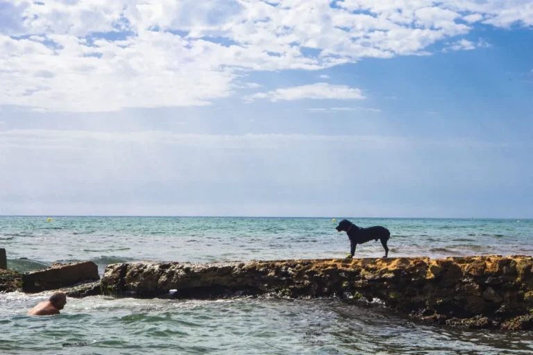 Playa de la Sal del Agua Amarga perros 768x512