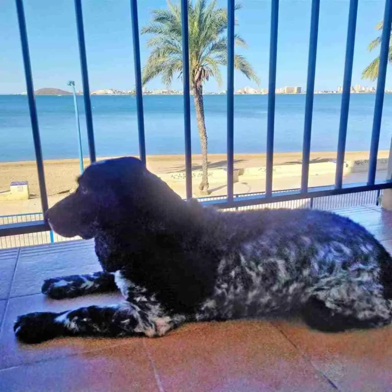 Alojamiento pet friendly ShoreHouse Seafront3 768x768