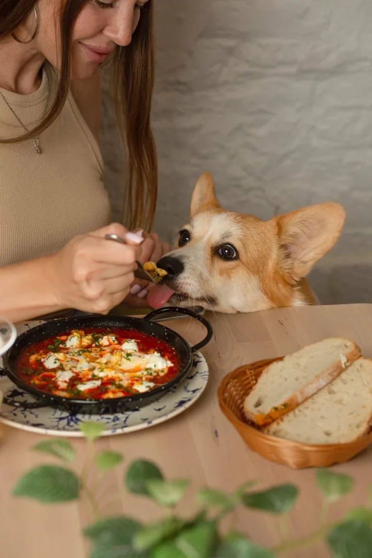 Gorgi Cafe 2 1 768x1152