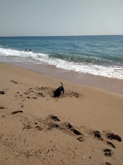 Las Barcas la playa para los perros5
