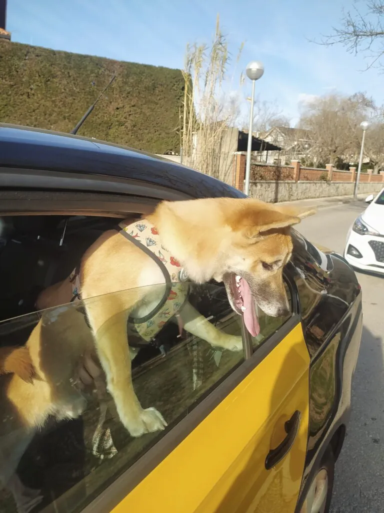 Mascotaxi Barcelona5 768x1024