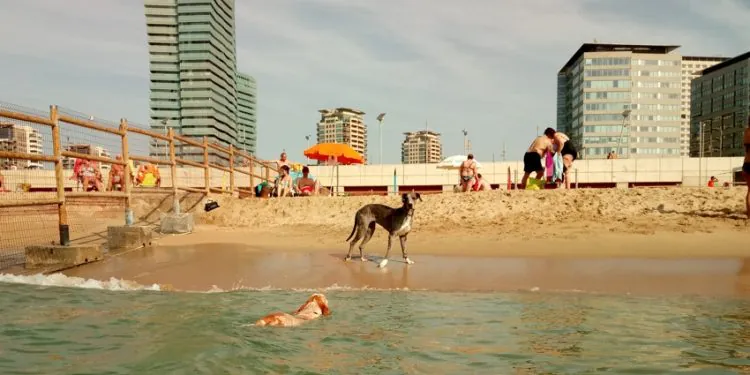 Playa Para Perros En Barcelona