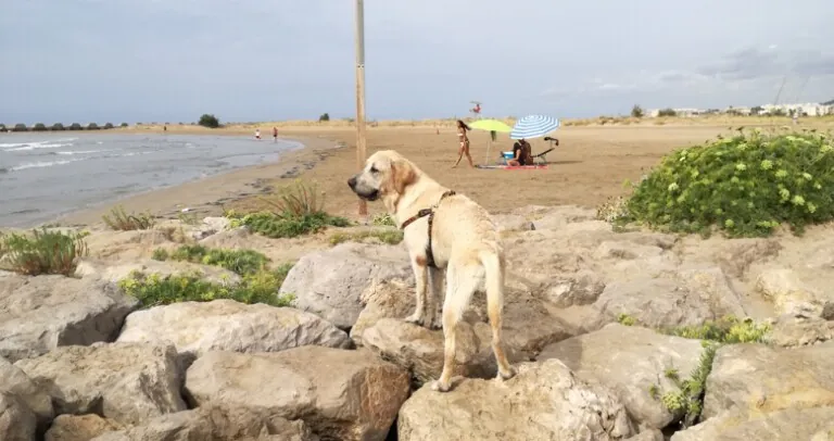 Playa Para Perros En Cubelles Barcelona 768x406