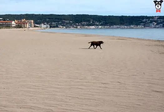 Playa de Els Griells2