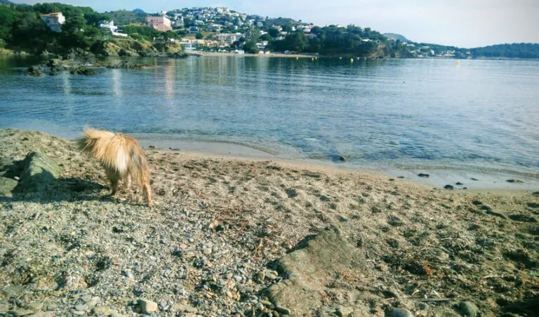 Playa de Sant Jordi playa para perros 768x452