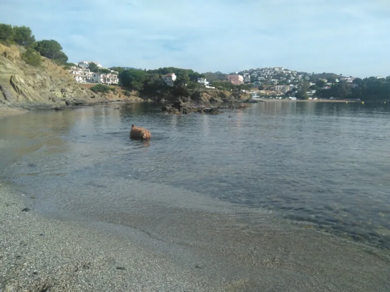 Playa de Sant Jordi playa para perros3 768x576