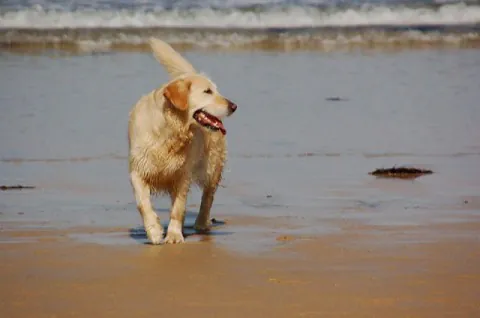 Playa para los perros en Malgrat de Mar2