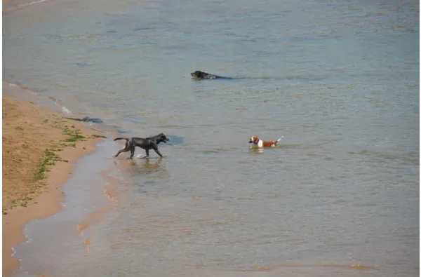 Rec del Molí – Playa para perros6
