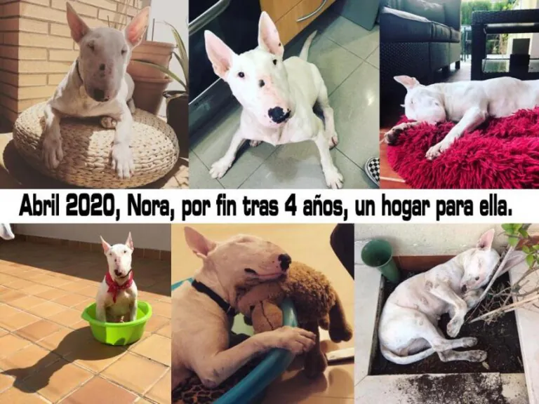 animalssensesostre4 768x576