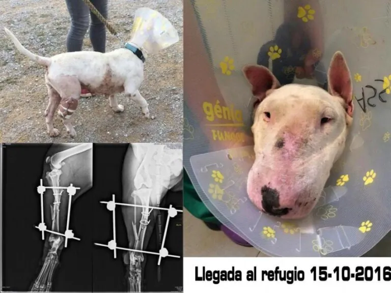 animalssensesostre5 768x576