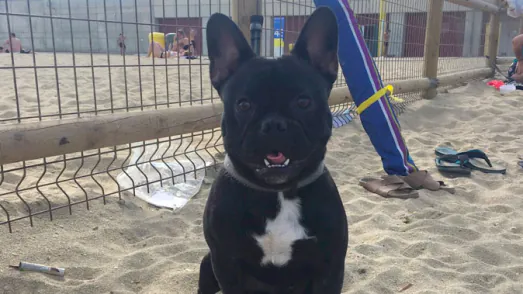 playa para perros en barcelona10
