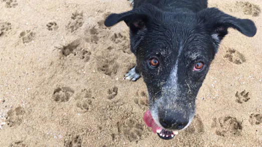 playa para perros en barcelona3