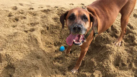 playa para perros en barcelona6