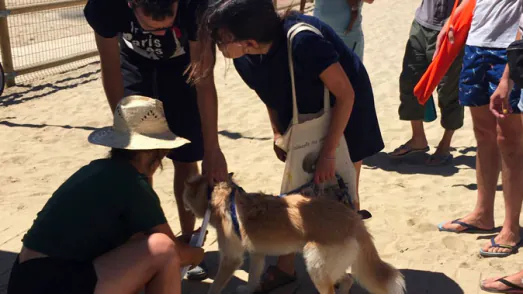 playa para perros en barcelona9