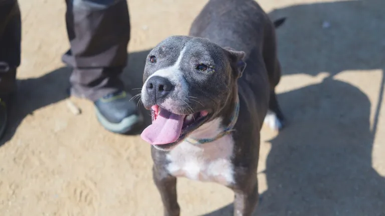 protectoramataro 768x432