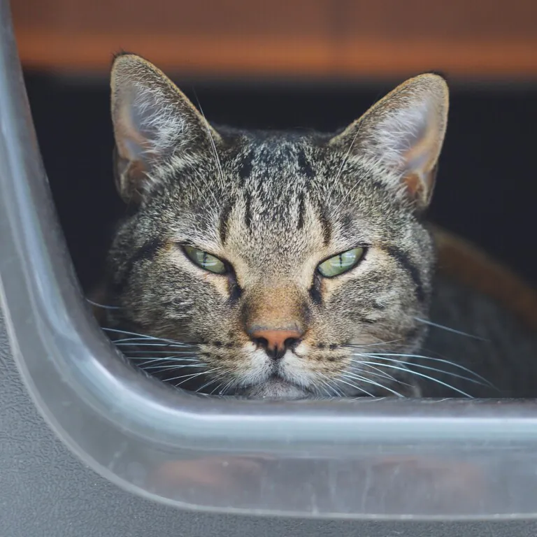 protectoramataro2 768x768