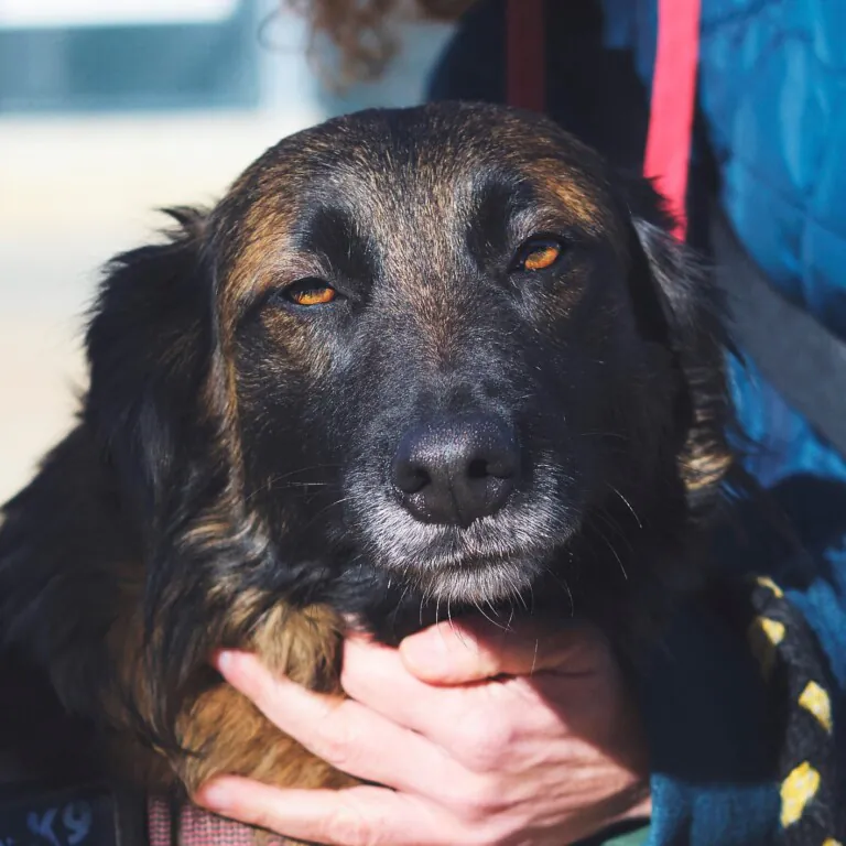 protectoramataro3 768x768