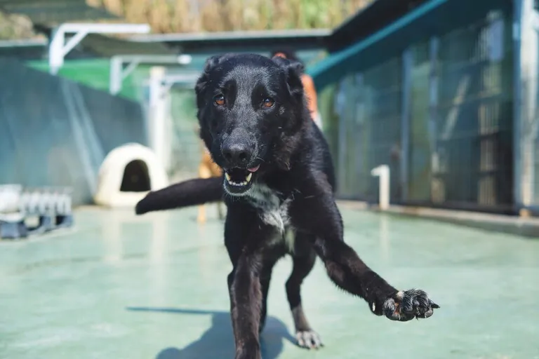 protectoramataro4 768x512