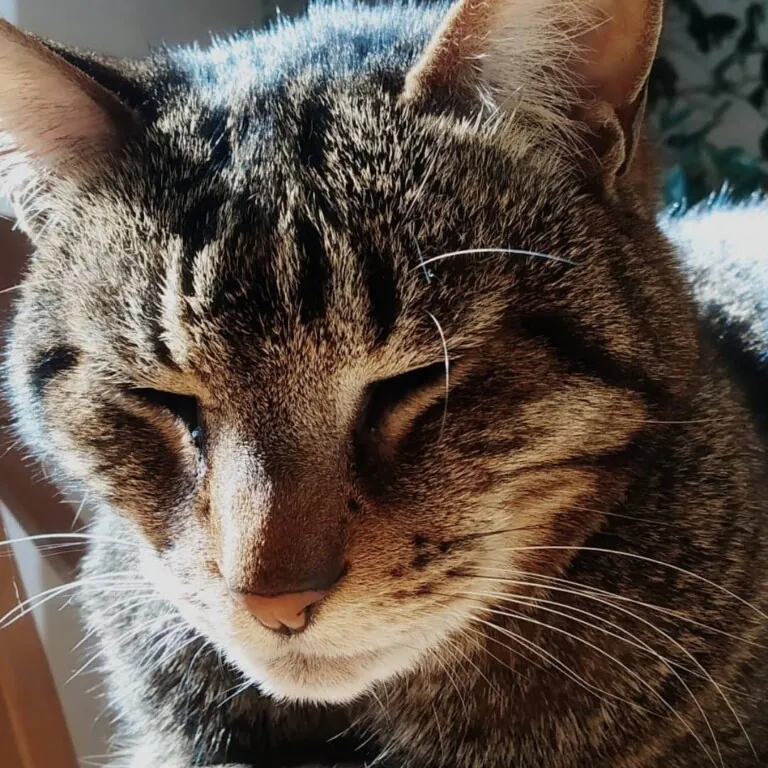 Can Bitxitos 1 768x768