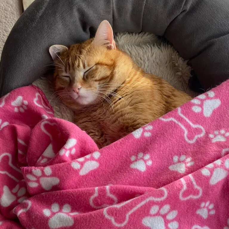 Can Bitxitos 2 768x768