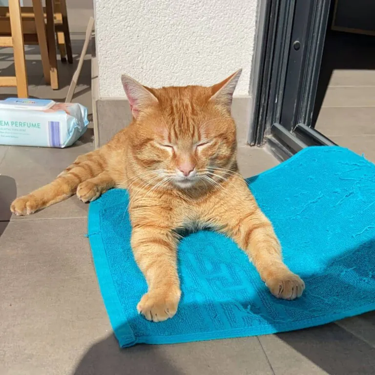 Can Bitxitos 3 768x768