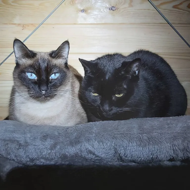 Can Bitxitos 4 768x768