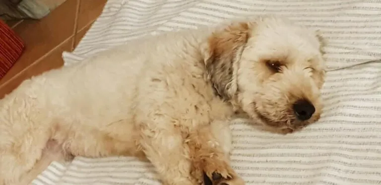 Els Nostres petits 1 768x373