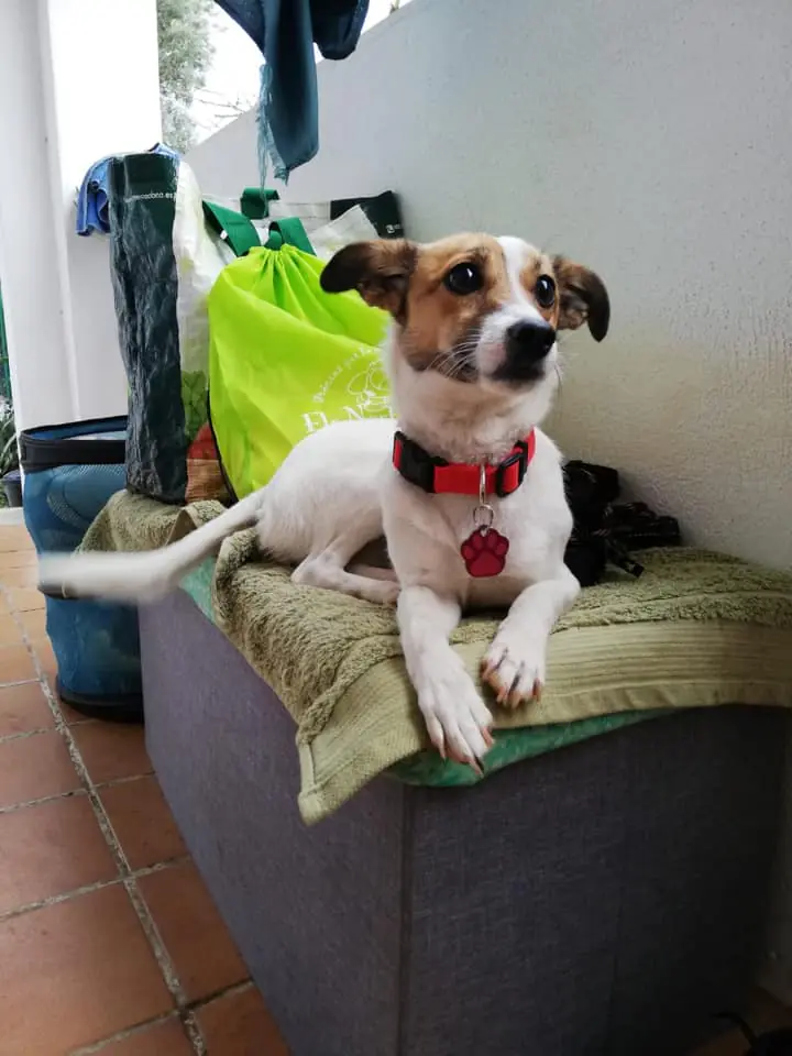 Els Nostres petits 2