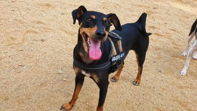 Els Nostres petits 3 768x432