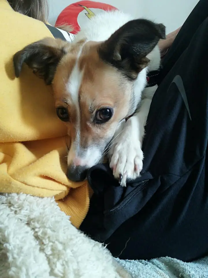 Els Nostres petits 4