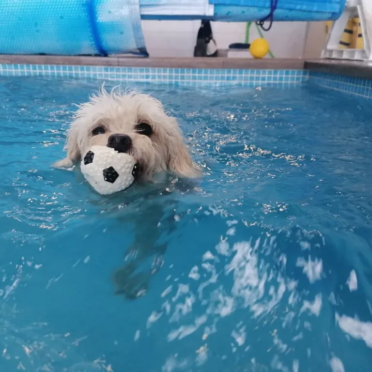 Fisioanimalia 768x768