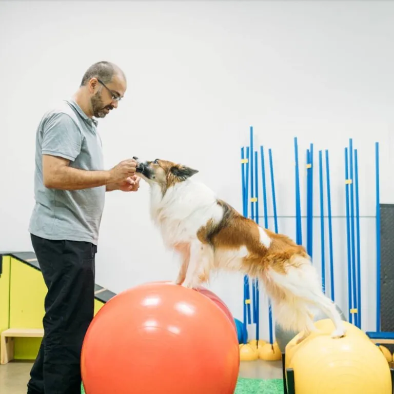 Fisioanimalia2 768x768