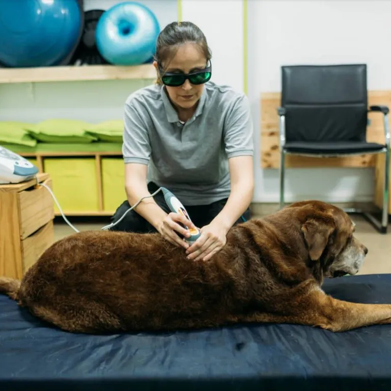 Fisioanimalia3 768x768