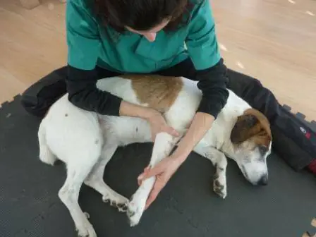 Fisioteràpia per a gossos