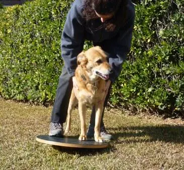 Fisioteràpia per a gossos2