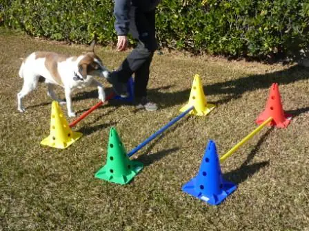 Fisioteràpia per a gossos3