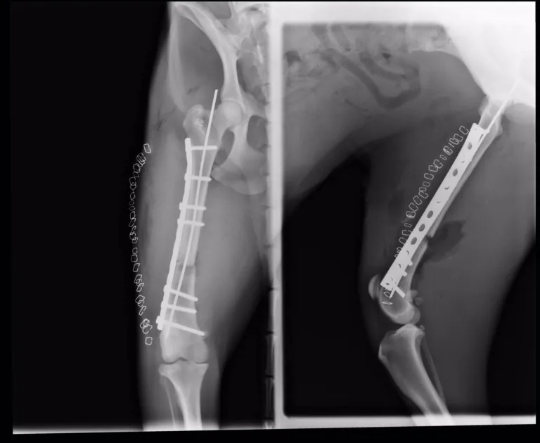 Fisioteràpia per a gossos4 768x630