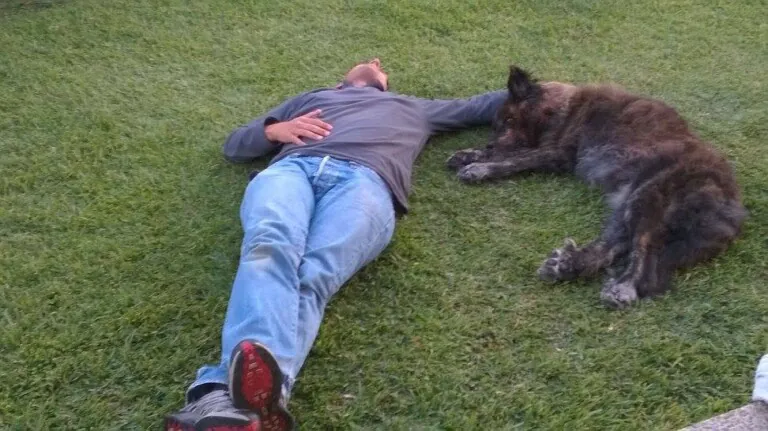 Fisioteràpia per a gossos5 768x431